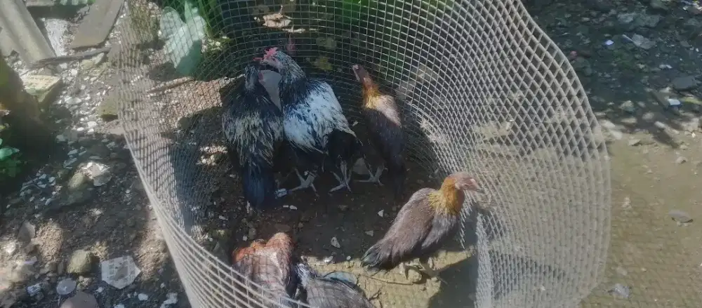 Ayam pelung sepasang.