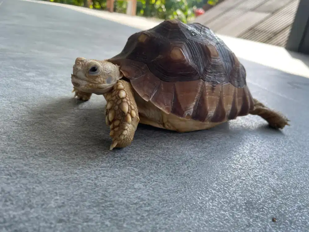 Sulcata ukuran+-20 cm sehat