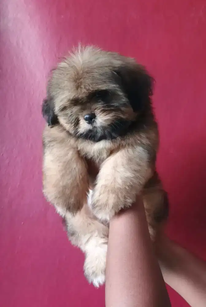 Maltipo kelamin jantan 3 bln sudah vaksin