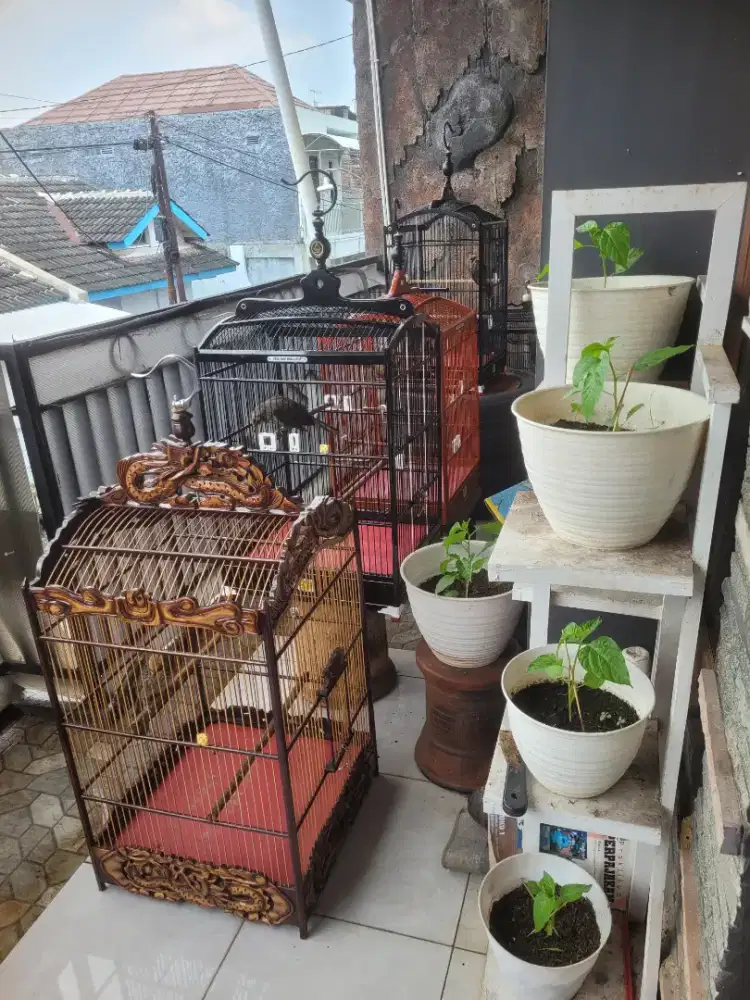 Jual burung cocak Rowo
