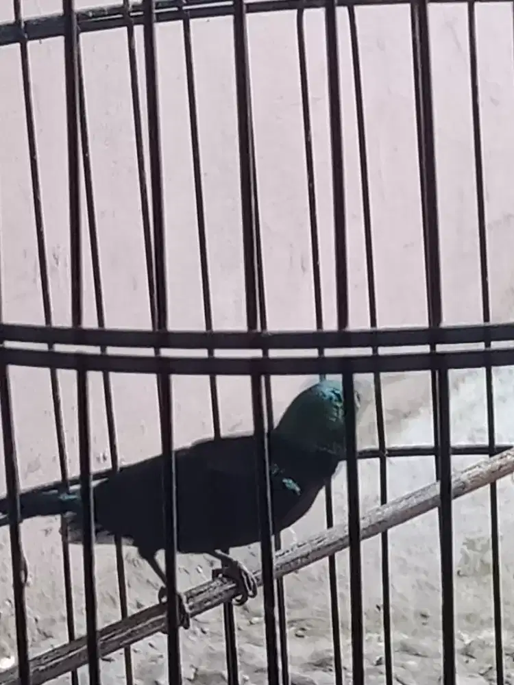 Konja damer rajin bunyi baru lepas dari trotol