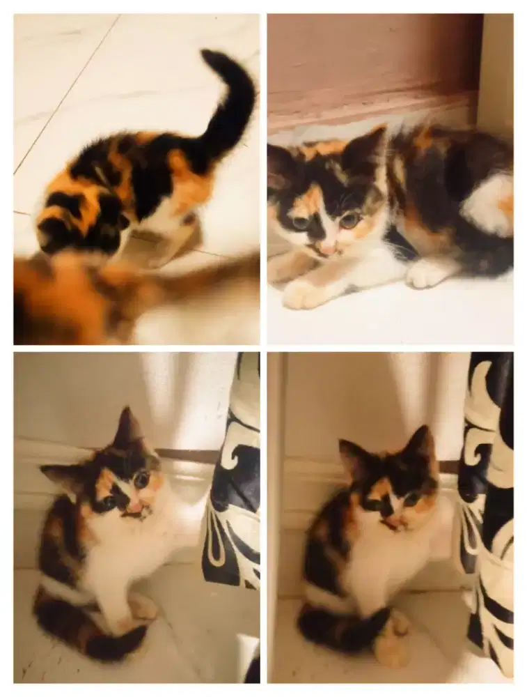 Kitten mix persmed shorthair karpet Calico sehat lucu rampus