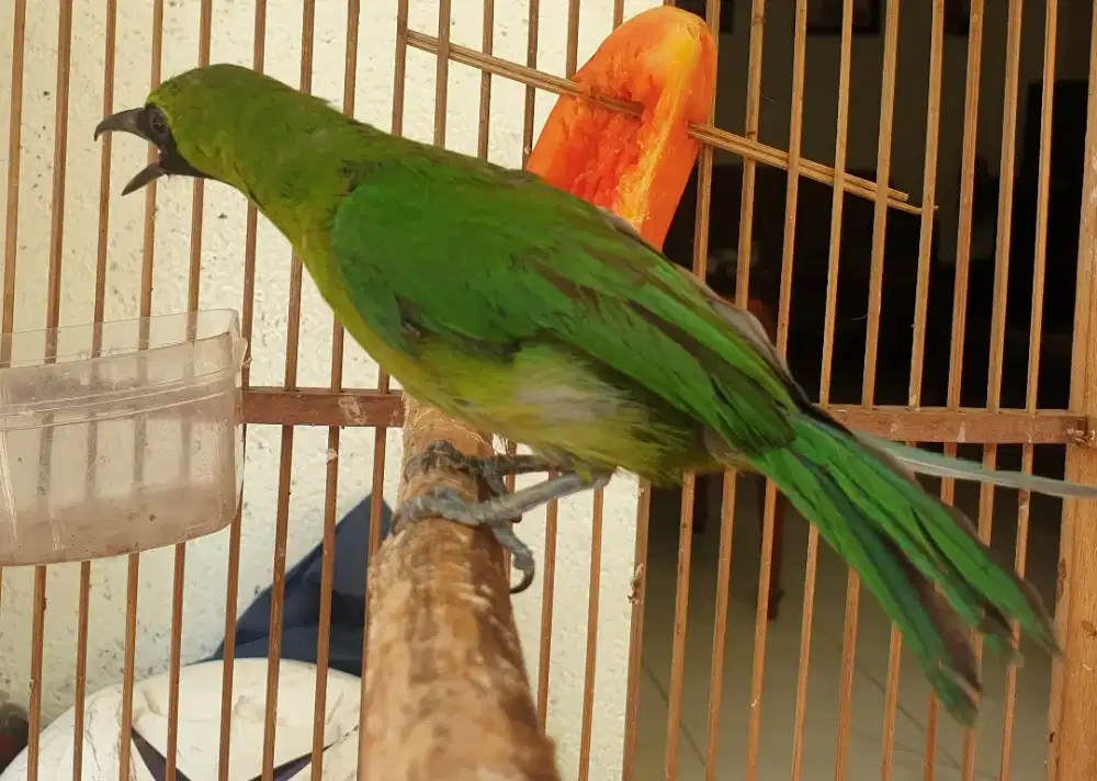 Jo bahan rawatan udah rajin