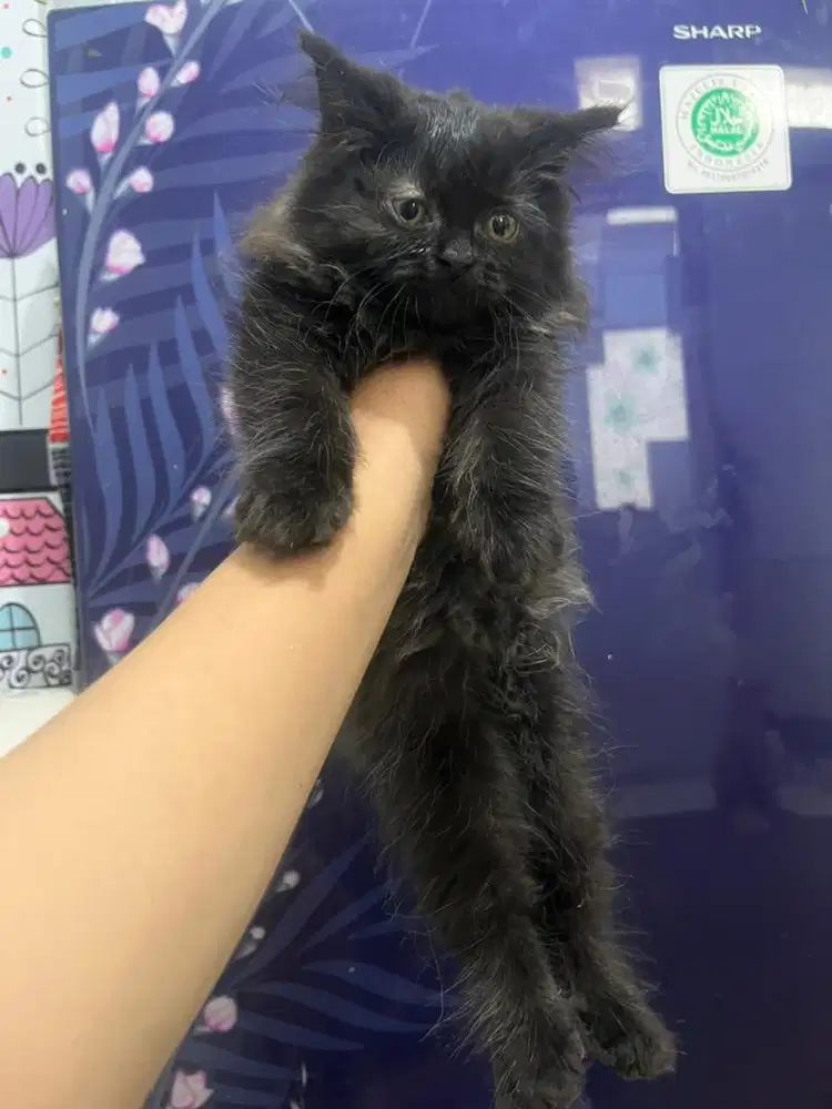 Open adop kucing persia medium