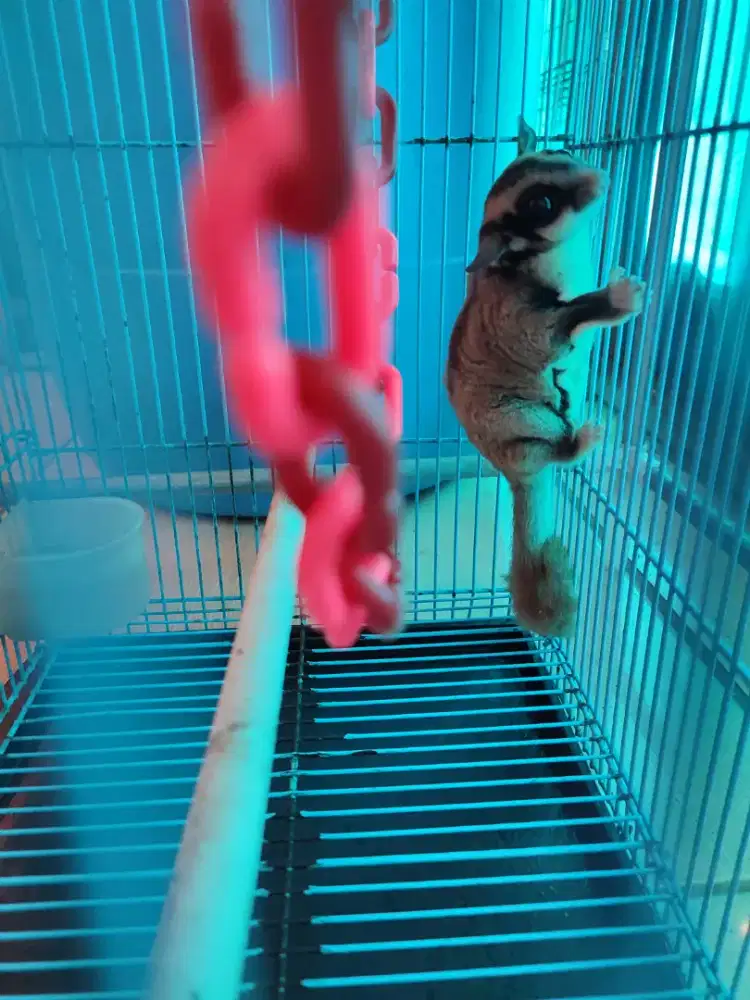 Hewan Sugar Glider