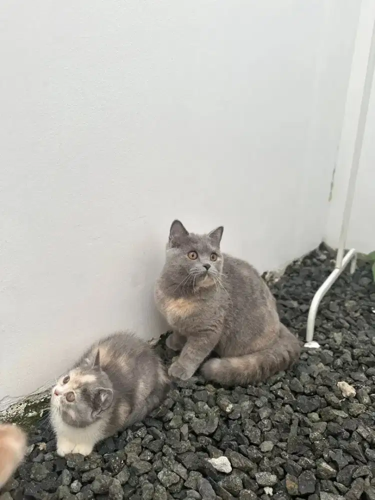 Bsh female blue tortie