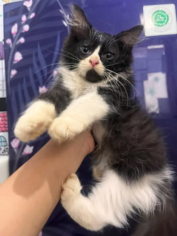 Open adop kucing persia medium