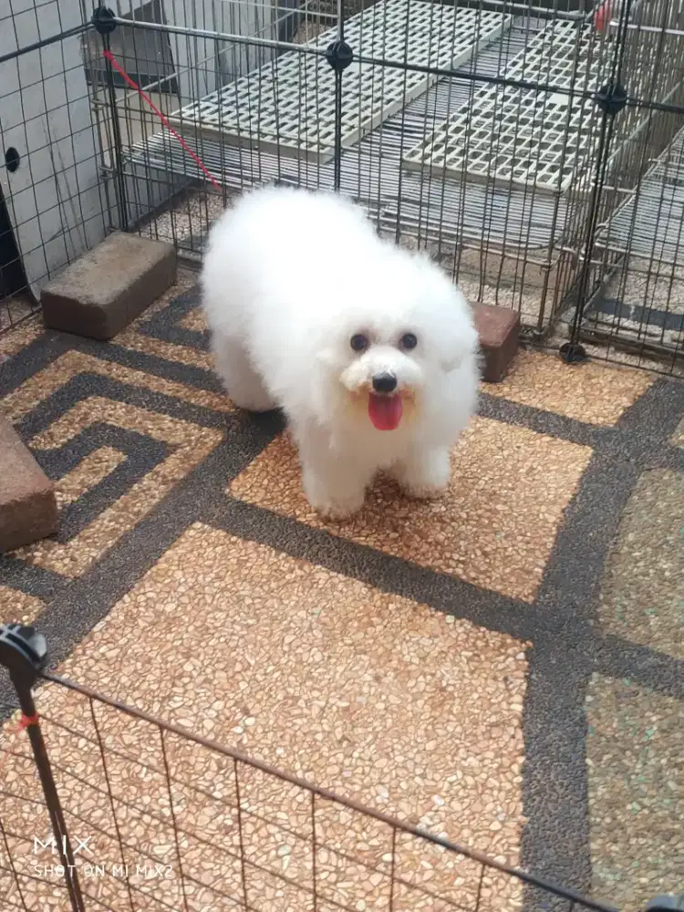 Calon indukan Bichon frise
