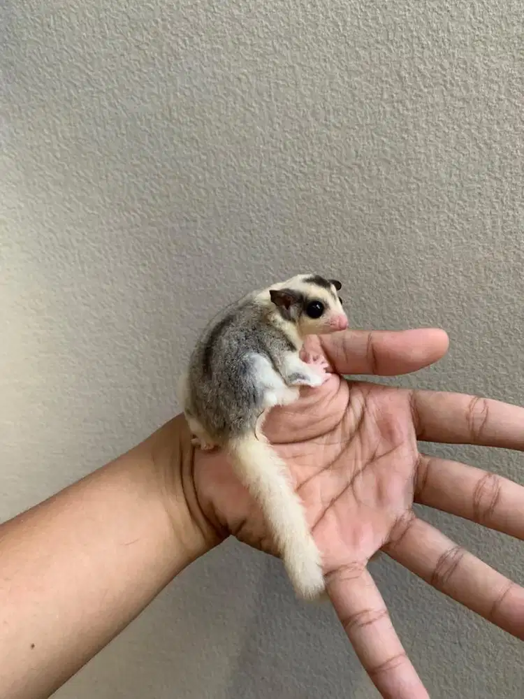 Sugar glider mozaik