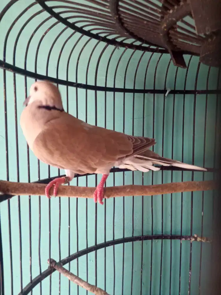 Burung puter pelung betina