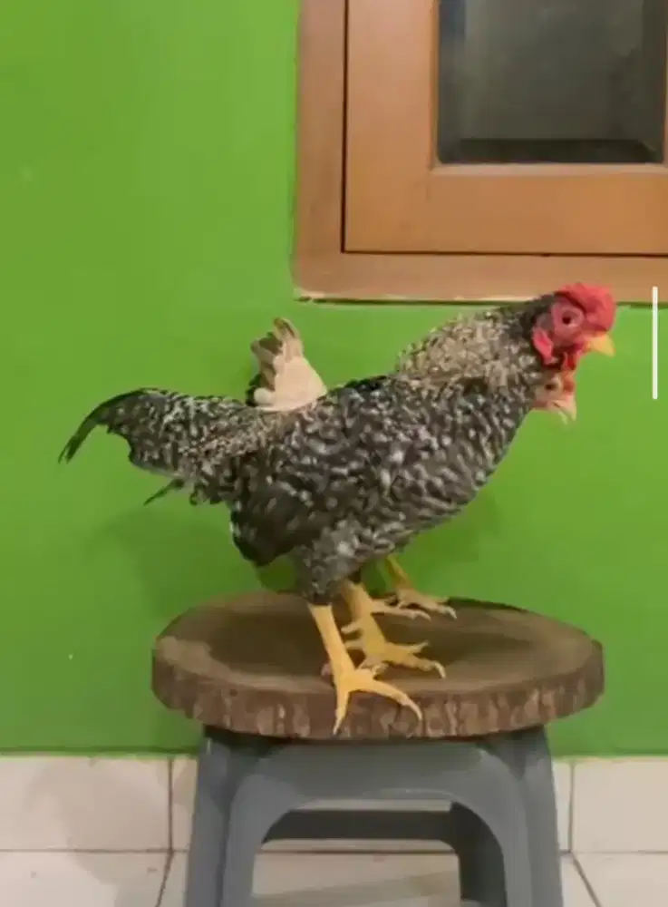 Ayam Ko Shamo X kate sepasang