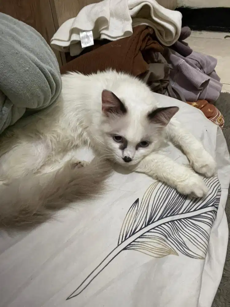 kitten persia jantan