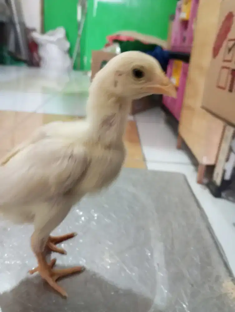 Anak ayam pluker/ pakoy