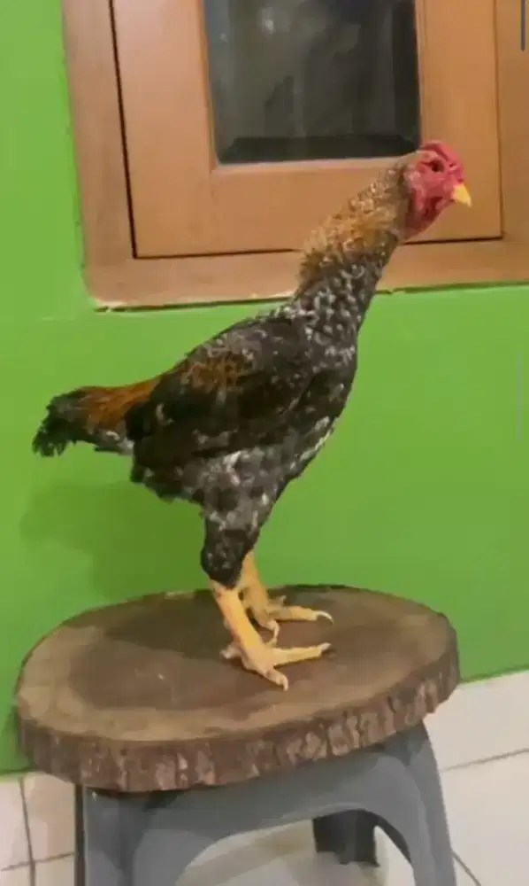 Ayam Ko Shamo Usia 10bulan