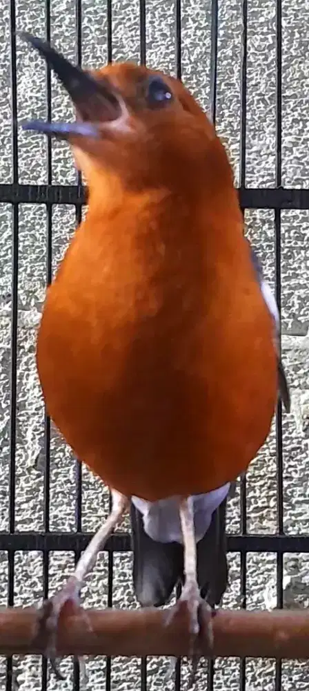 BURUNG ANIS MERAH GACOR BERISIK TELER MINUS