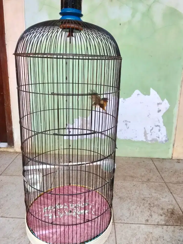 BURUNG CIBLEK GUNUNG