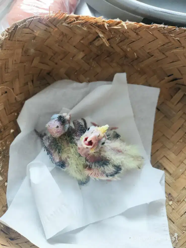 Lolohan Parkit Australia (NET)