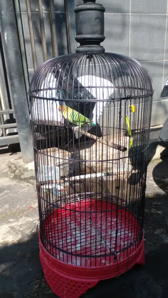 Jual lakbet betina dan jantan