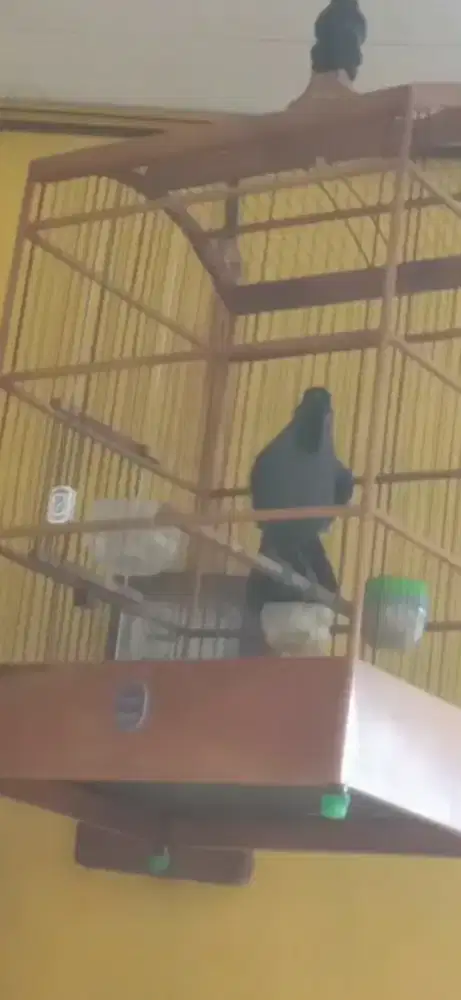 Poksay hongkong dabo pipi hitam gacoor  dor