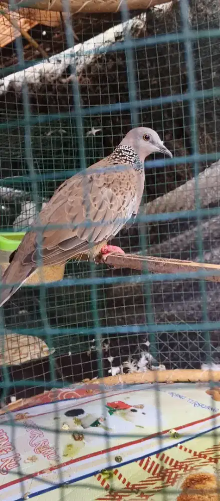 Tekukur kuk 3 sehat no mines jantan