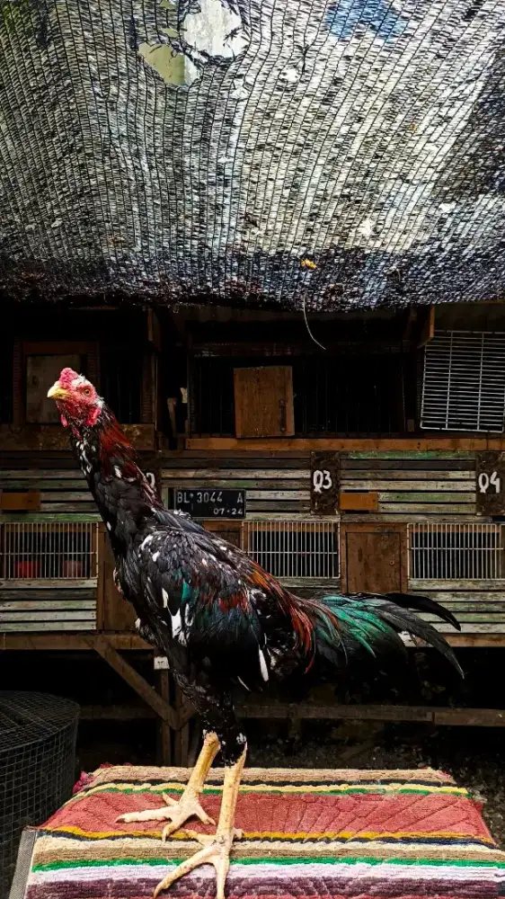 Ayam Bangkok selatan