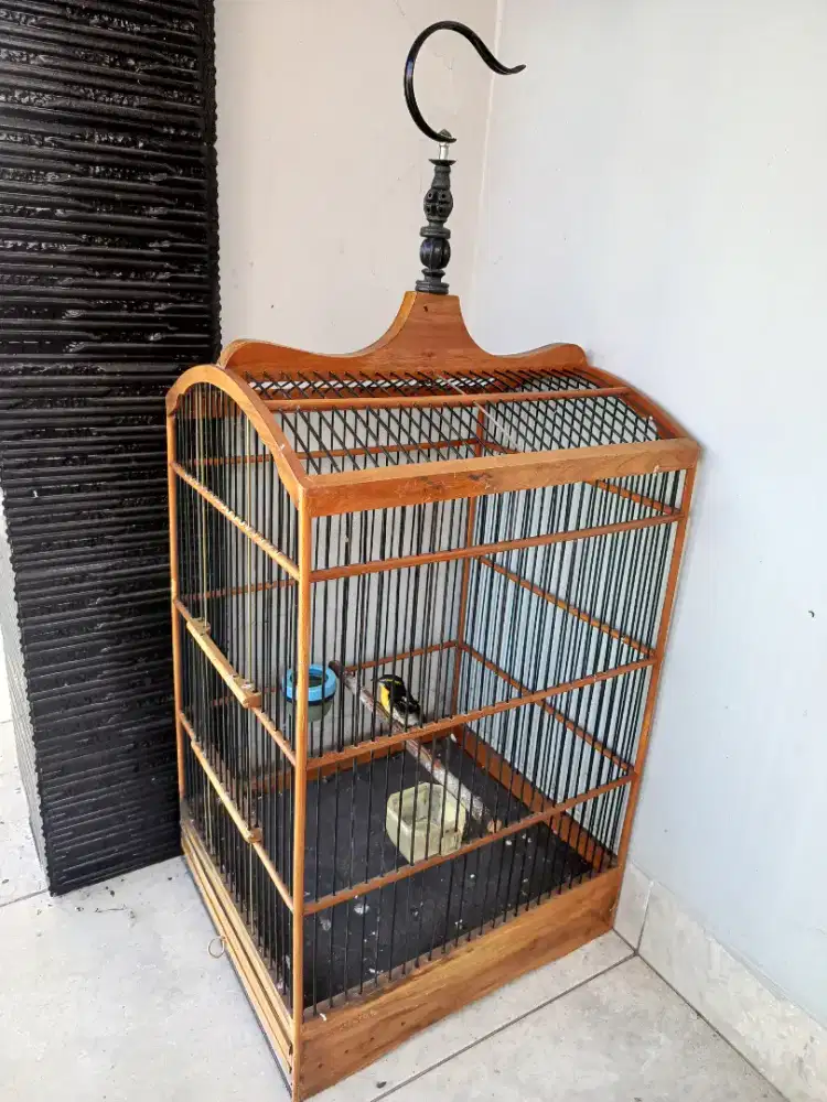 Jual Murah Burung skatan nrsis+ Kandang