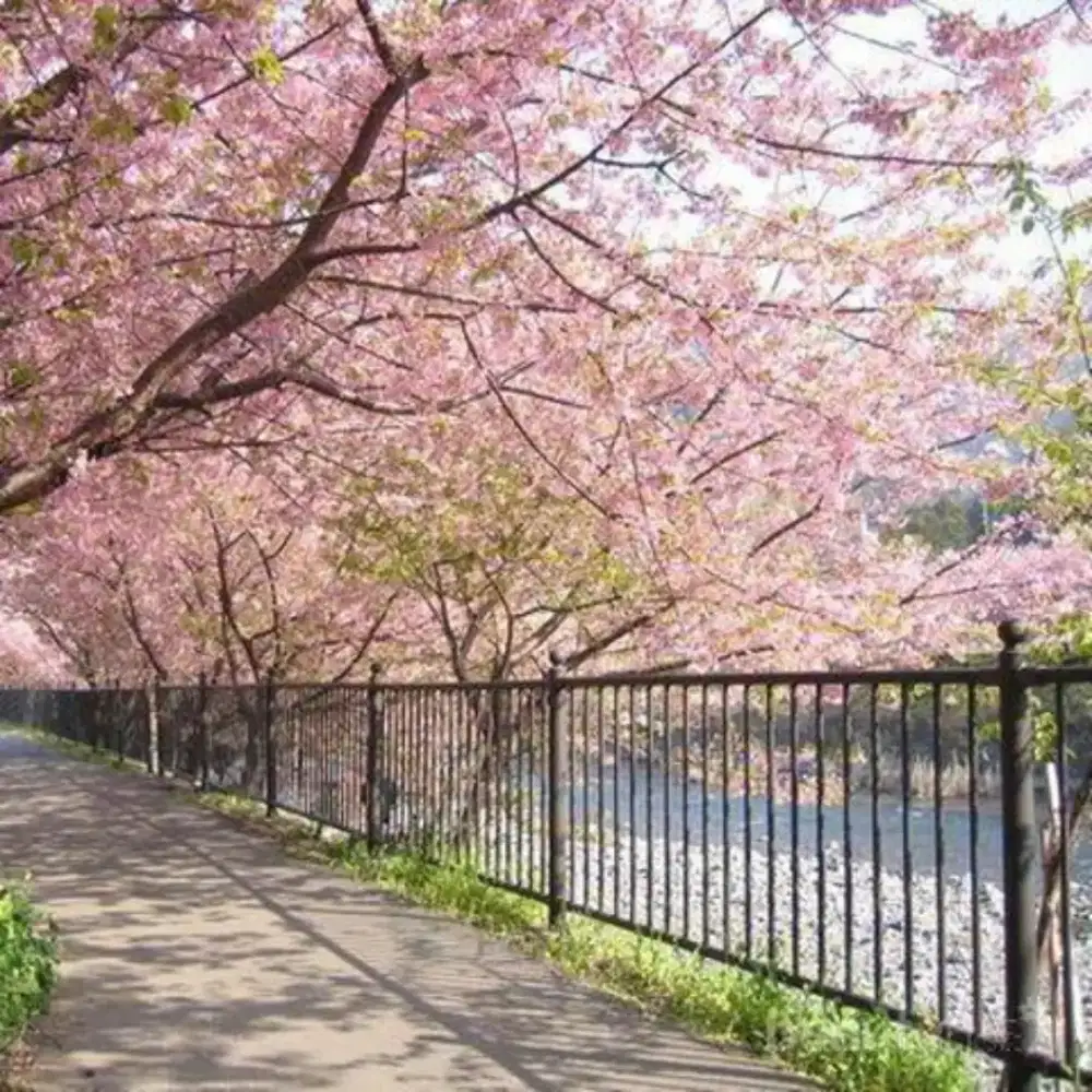 ART + Momong (Pulang Pergi)