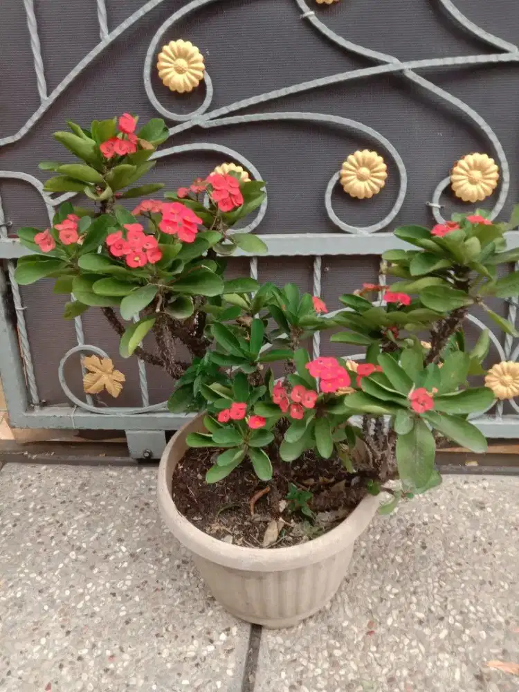 Tanaman Hias Euphorbia Indukan