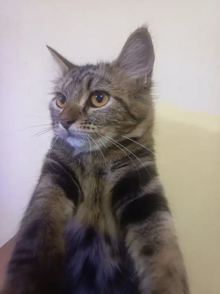 Kitten Longhair Premium – Mix Maine Coon Look, Bulu Super Fluffy