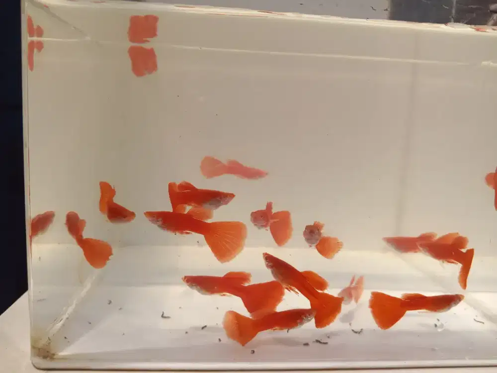 Ikan guppy albino full red (afr)