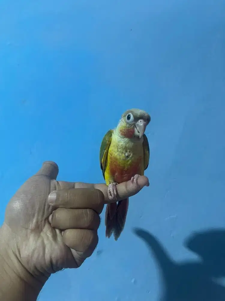 Pineapple Conure not falk parkit