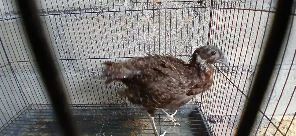 Ayam hias ring neck hijau betina