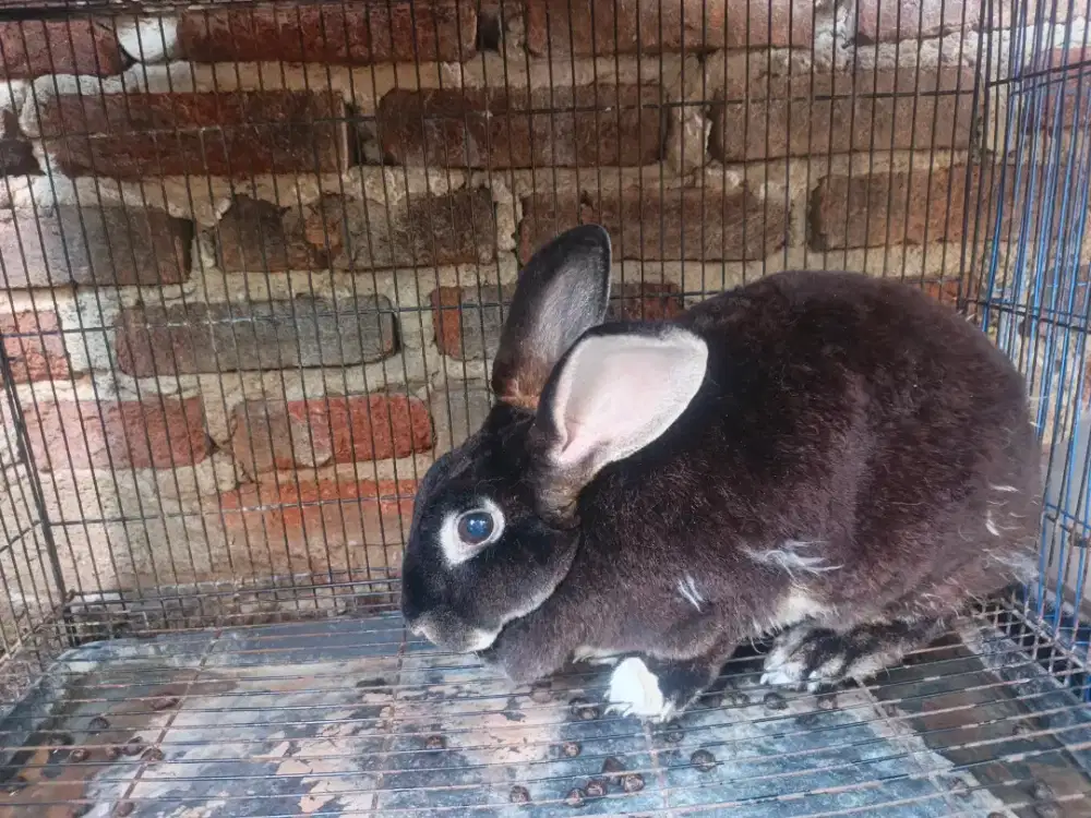 Indukan kelinci REX Betina 3 ekor