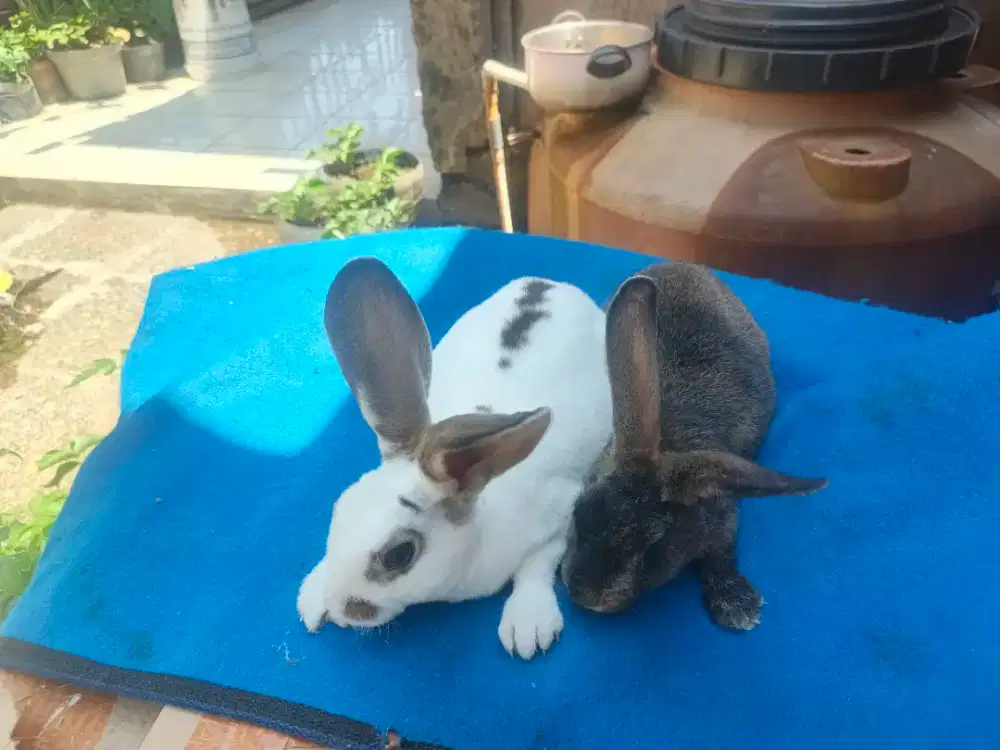 Indukan kelinci REX Betina 3 ekor