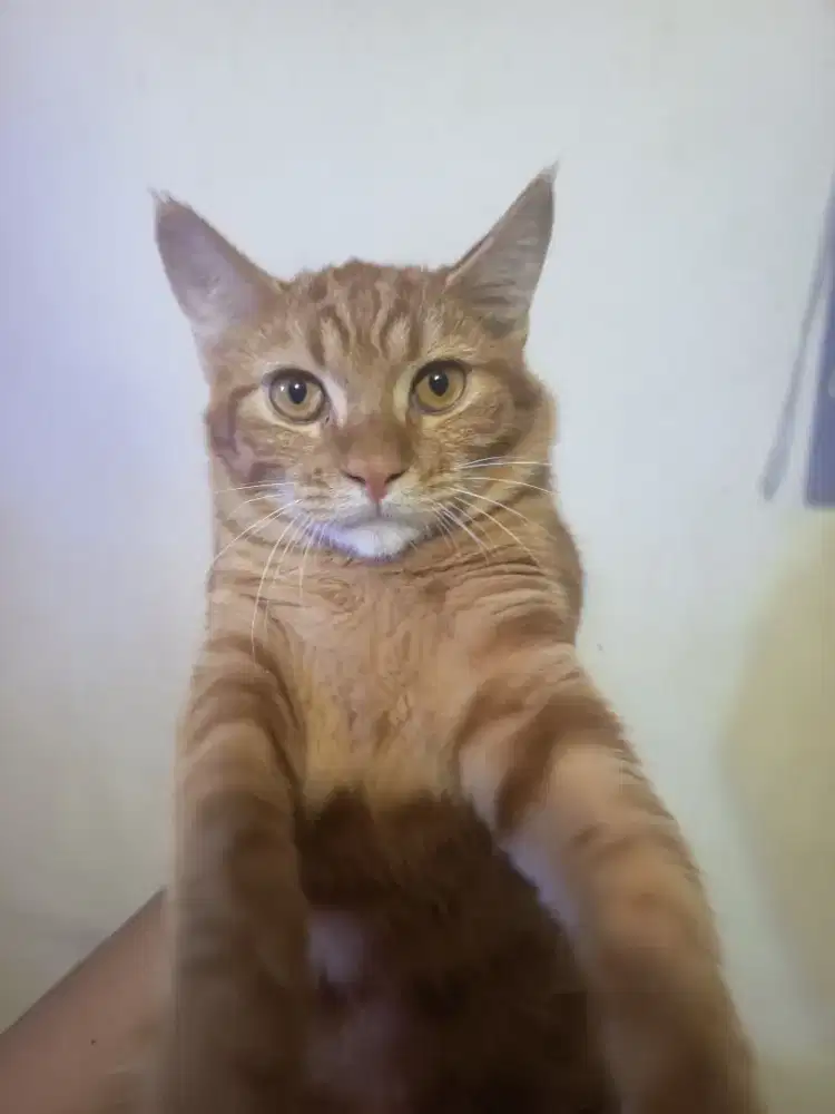 Kitten Oren Super Gemoy – Aktif & Sehat