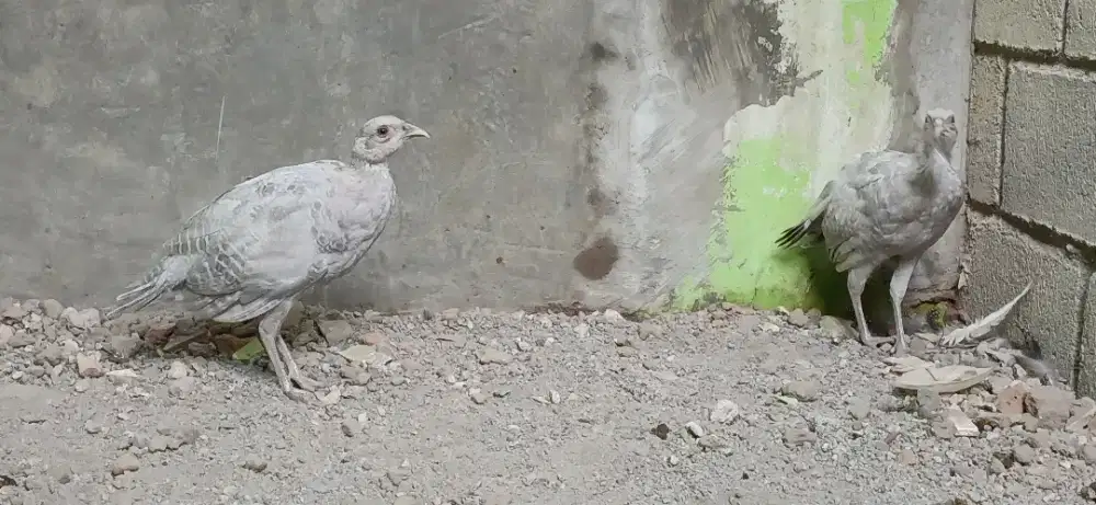 Ayam hias blue ring neck pheasant