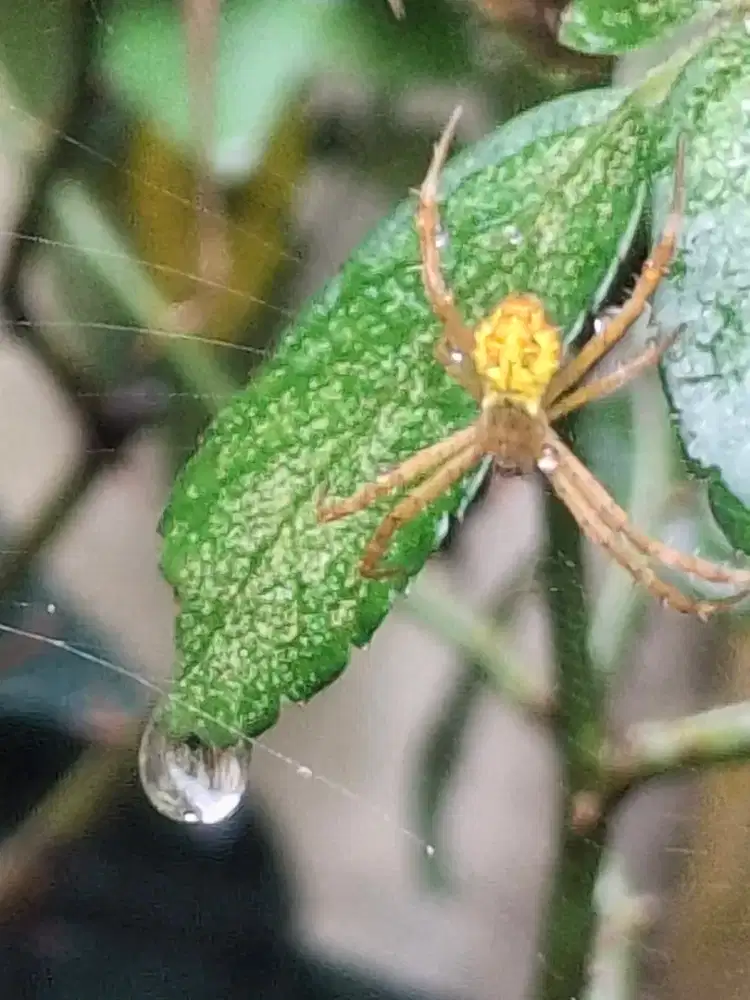 di cari jasa  bersih bersih dan kerapian
