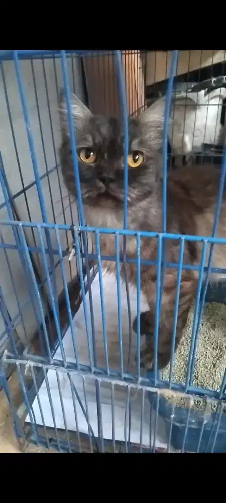 Kucing persia abu jantan