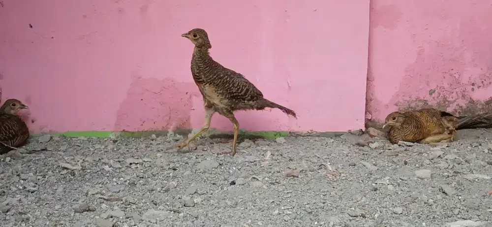 Ayam hias golden pheasant