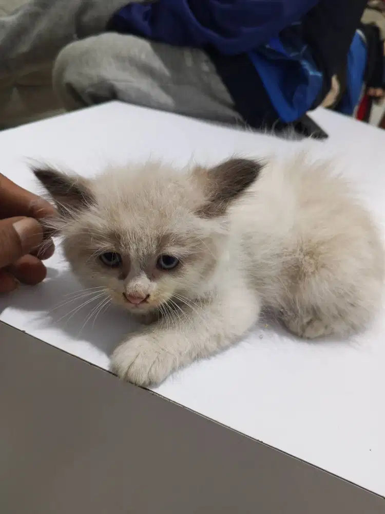 Jual kitten 2 bulan peranakan persia medium bandung