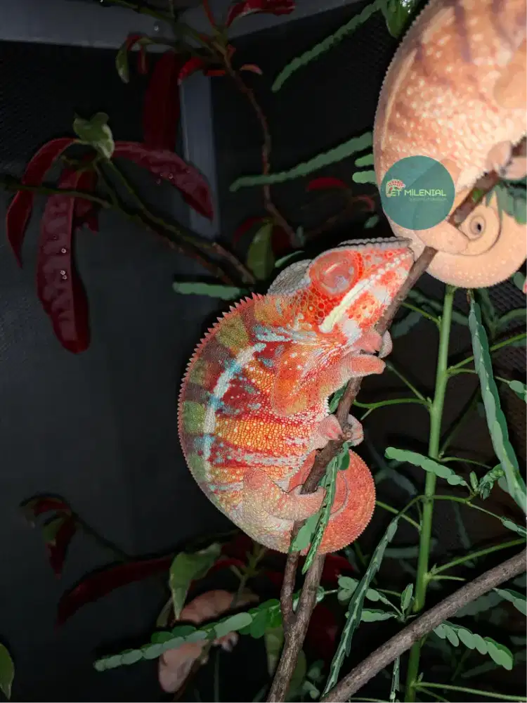 Panther chameleon yellow body blue bar ( YBBB )