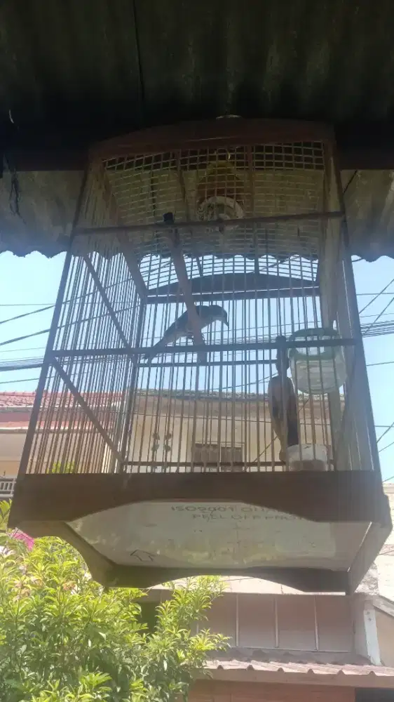 Jual burung trucukan