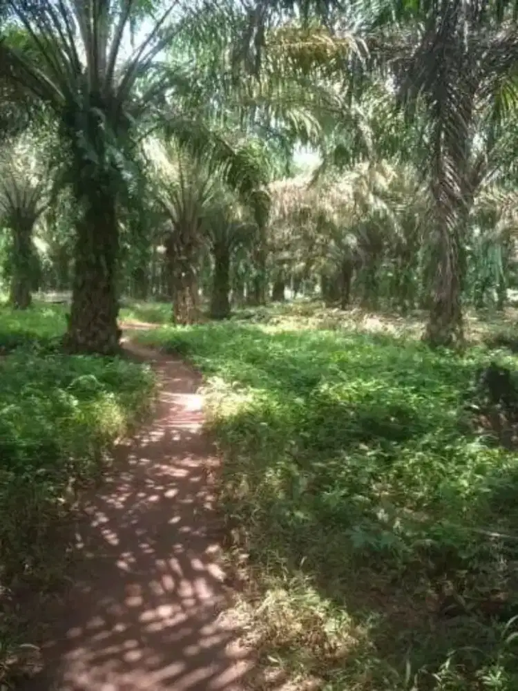 kebun sawit produktif di jual