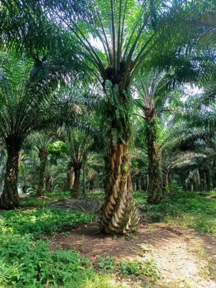 Tanah kebun sawit produktif
