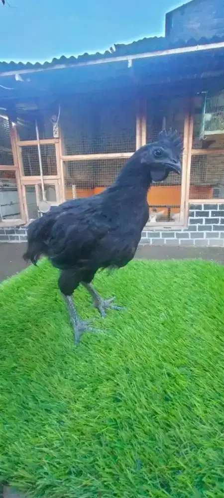 Ayam cemani lidah hitam jantan