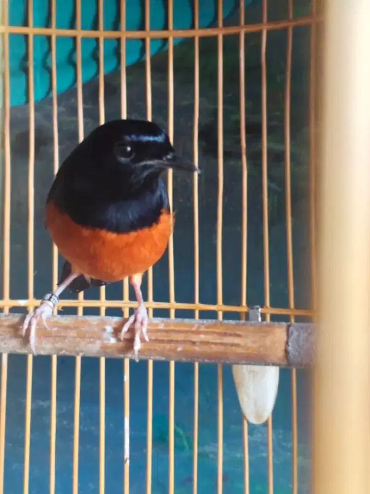 Burung murai lovebird parkit