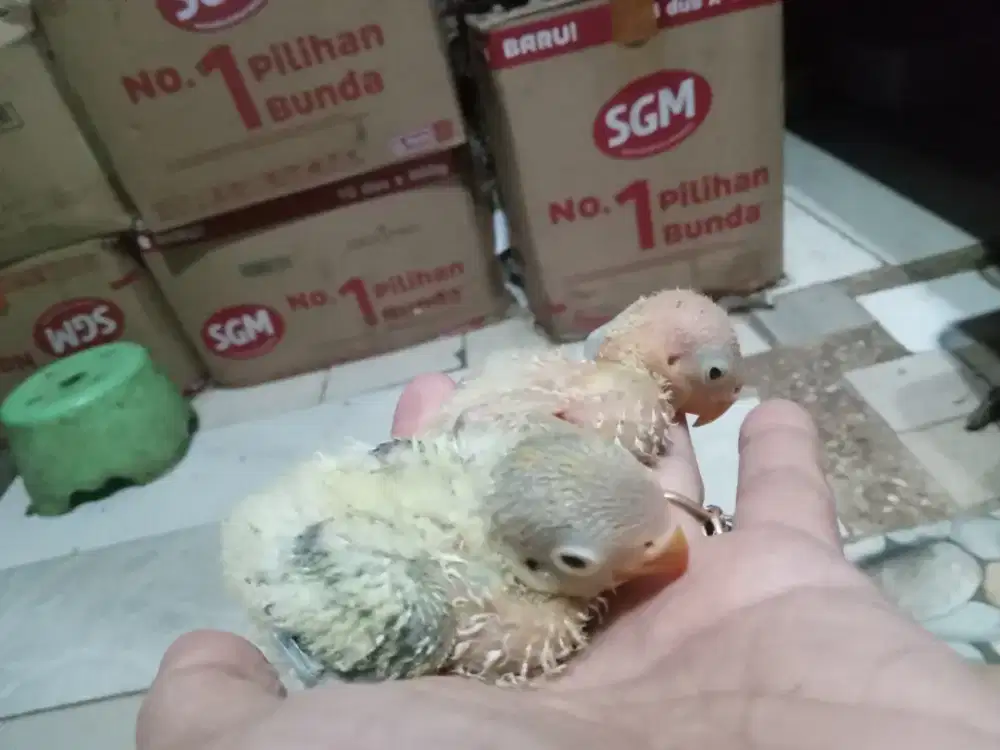 LOVEBIRD LOLOHAN USIA 25 HARI