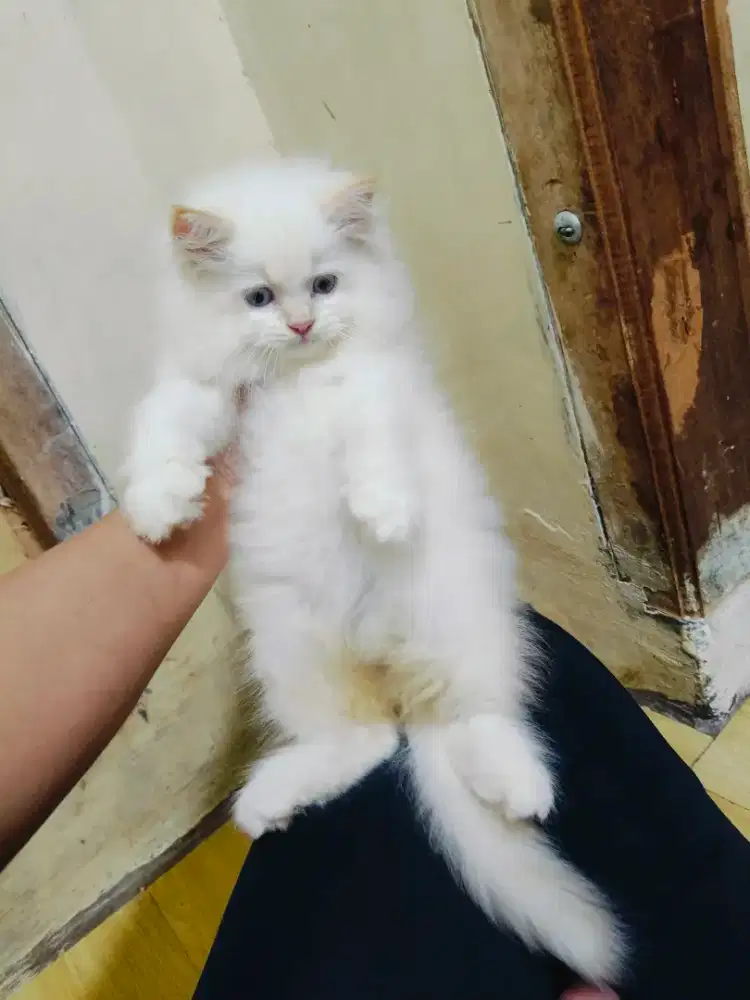 Kitten hima red point