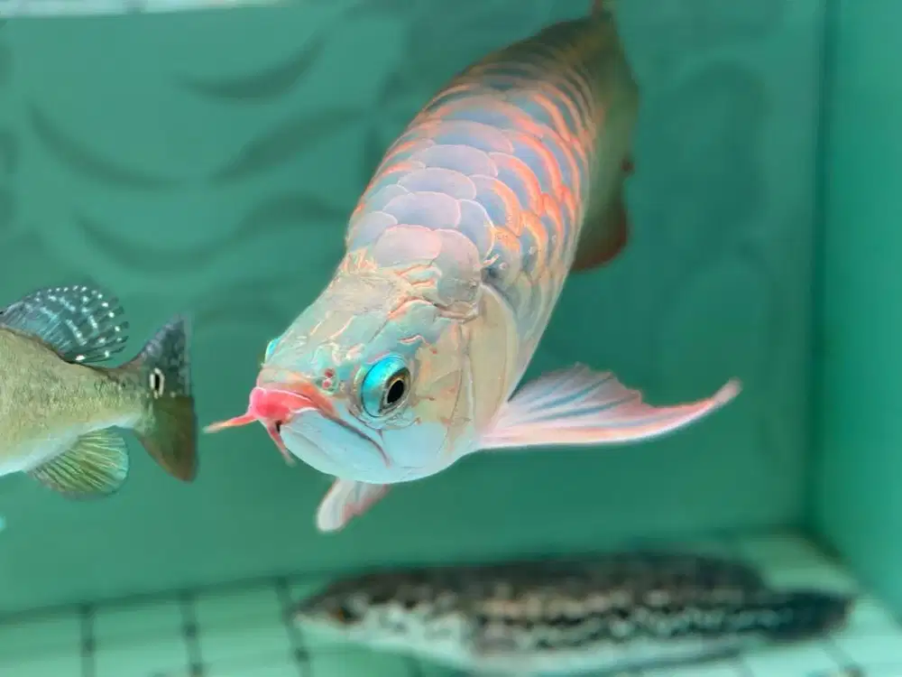 Ikan arwana mantap body sumo size 50 cm up