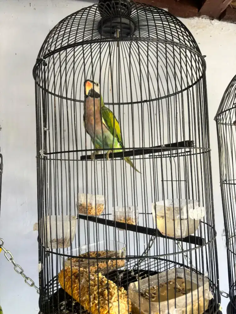 Adopsi burung Betet aceh